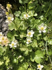 Kumlienia hystricula