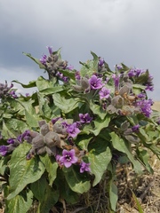 Physochlaina physaloides