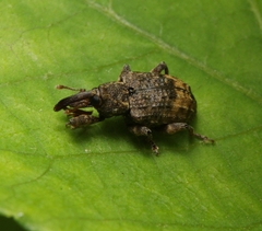 Conotrachelus elegans