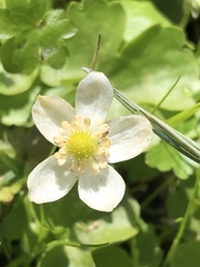Kumlienia hystricula