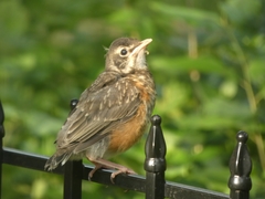 Turdus migratorius