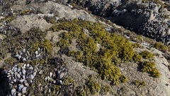 Pelvetiopsis limitata