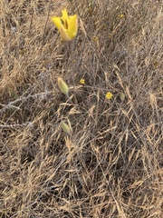 Calochortus weedii