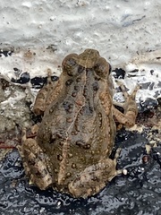 Rhinella marina