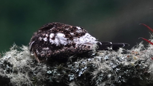 Rufous-bellied Nighthawk (Lurocalis rufiventris), photo 8