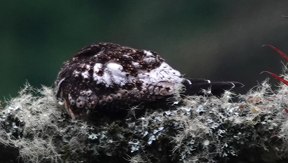 Rufous-bellied Nighthawk (Lurocalis rufiventris), photo 3