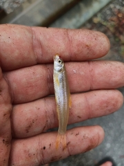 Notropis ammophilus