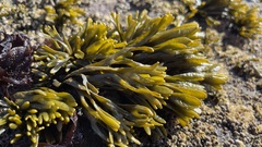 Pelvetiopsis limitata