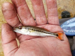 Micropterus haiaka