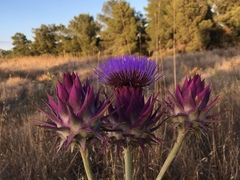 Cynara syriaca