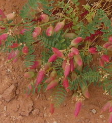 Astragalus praelongus