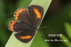 Heliophorus epicles