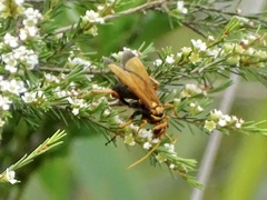 Batozonellus dorsalis