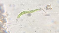 Euglena mutabilis