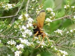 Batozonellus dorsalis