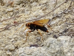 Batozonellus dorsalis