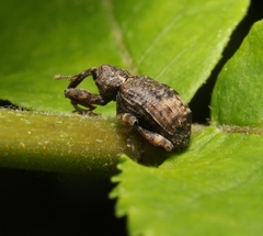 Conotrachelus elegans