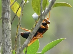 Batozonellus dorsalis