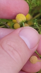 Oncosiphon pilulifer