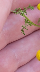 Oncosiphon pilulifer