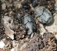 Onthophagus hecate