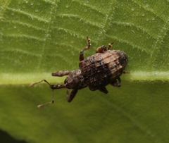 Conotrachelus elegans