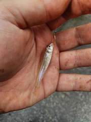 Notropis ammophilus
