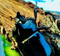 Xyloryctes furcatus