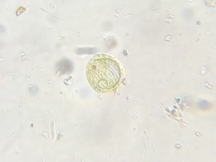 Phacus orbicularis