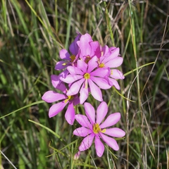 Sabatia gentianoides
