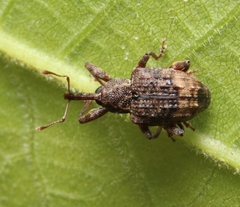 Conotrachelus elegans