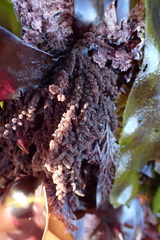 Callithamnion pikeanum