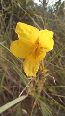 Chamaecrista flexuosa