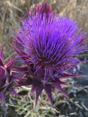 Cynara syriaca