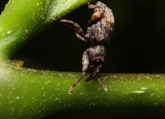 Conotrachelus elegans