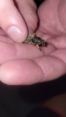 Neoscapteriscus borellii