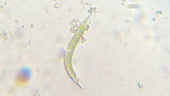Euglena mutabilis