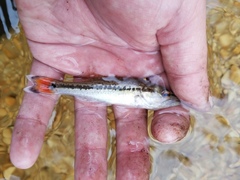 Micropterus haiaka