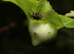 Conotrachelus elegans