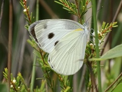 Pieris canidia