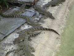 Crocodylus rhombifer