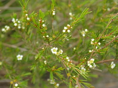 Baeckea frutescens