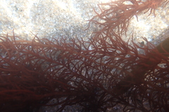 Gloiosiphonia verticillaris