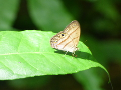 Amiga arnaca