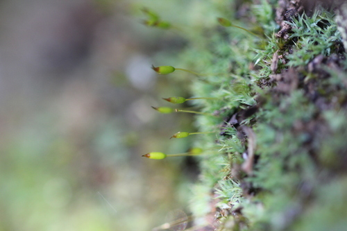 Image of Saelania glaucescens by (c) Quinten Wiegersma, some rights reserved (CC BY)