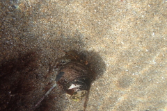 Pagurus granosimanus