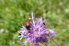 Zygaena minos