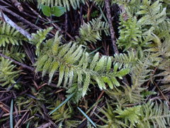 Homalothecium megaptilum