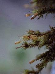 Orthotrichum pulchellum