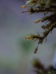 Orthotrichum pulchellum